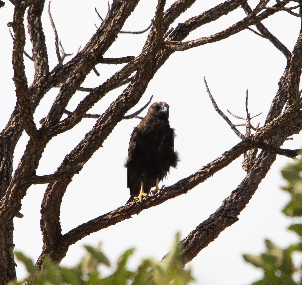 オジロノスリ - ML626201517
