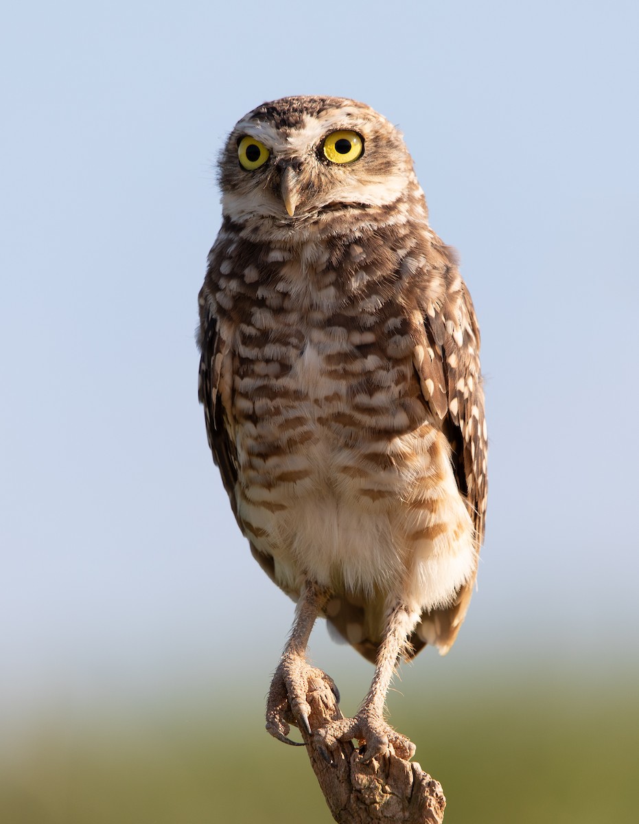 アナホリフクロウ - ML626201518