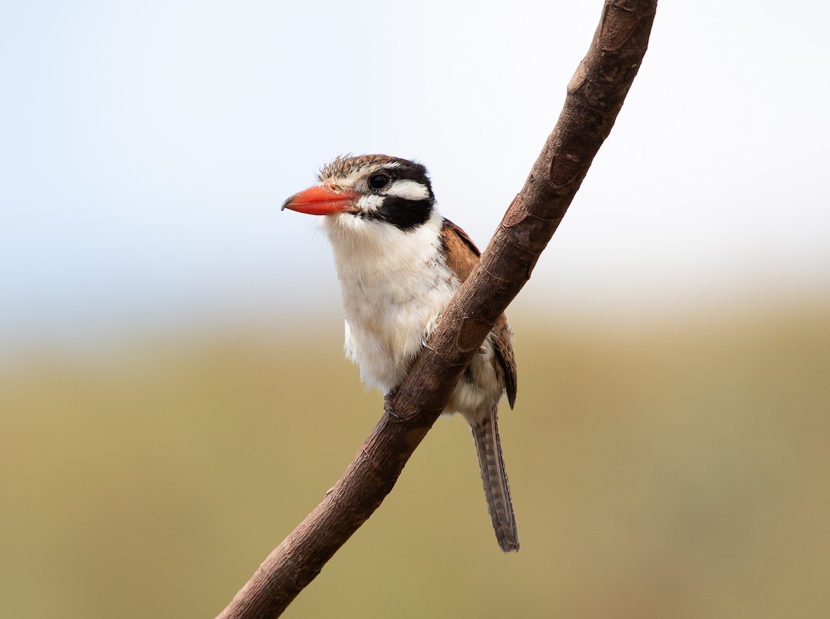 ミミジロオオガシラ - ML626201520