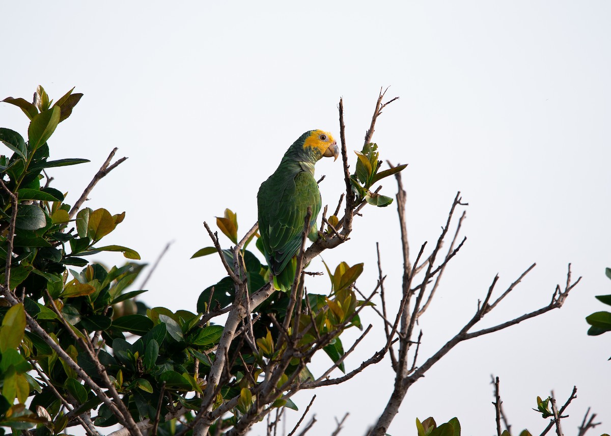 ワキアカボウシインコ - ML626201526