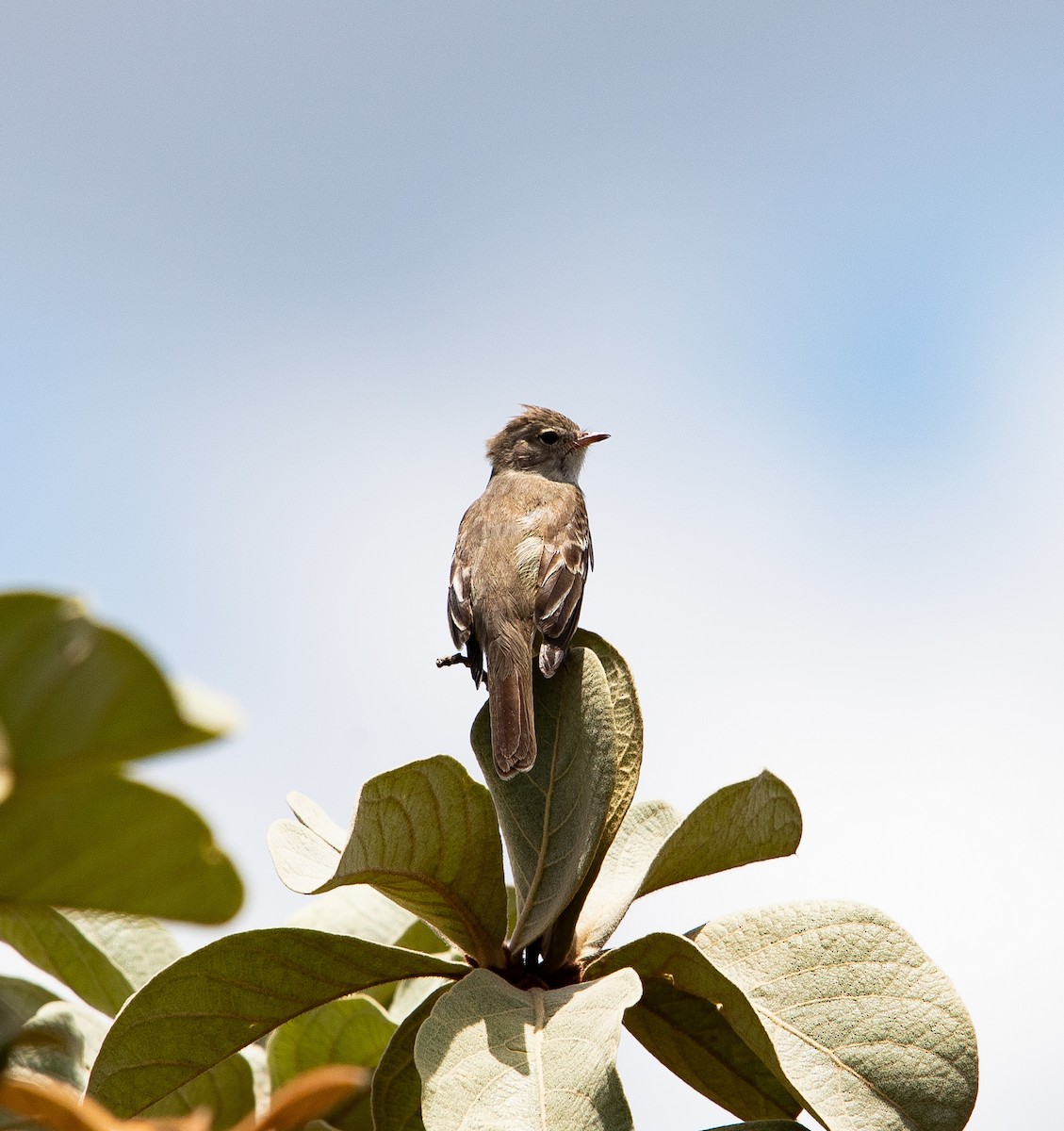 キバラシラギクタイランチョウ - ML626201534