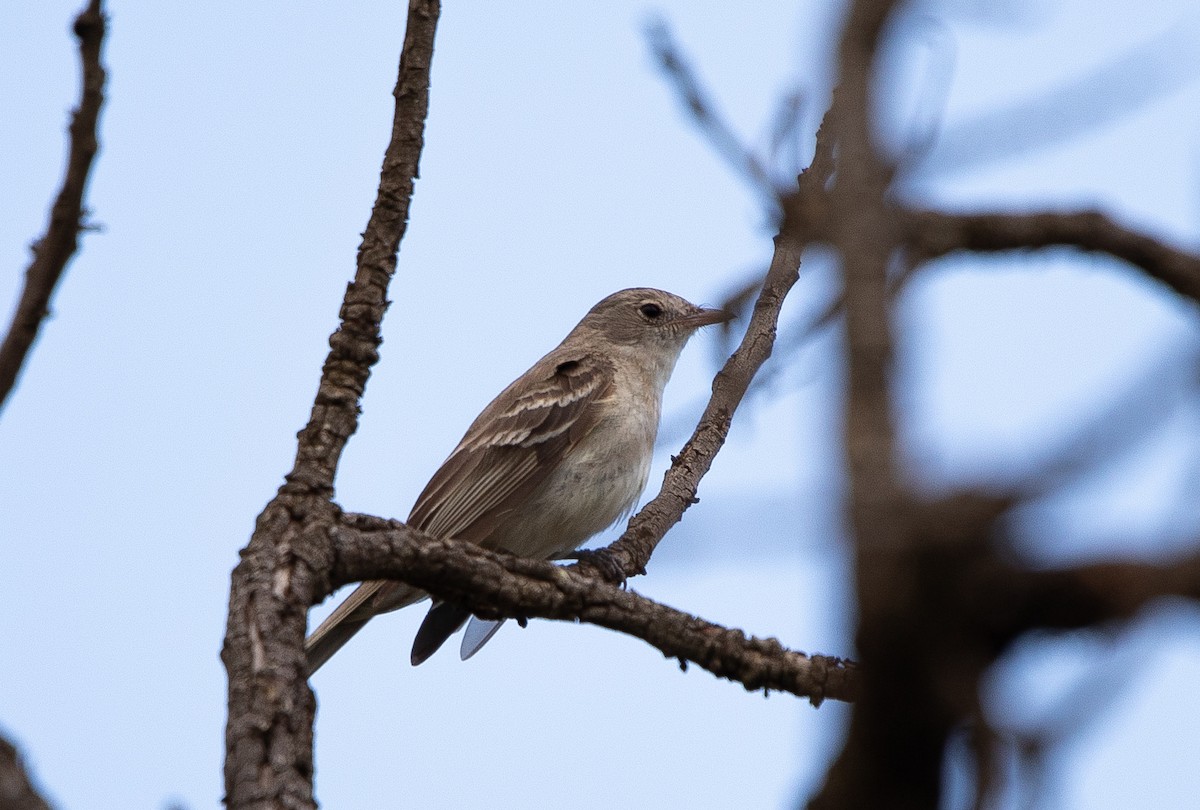 コシラギクタイランチョウ - ML626201540