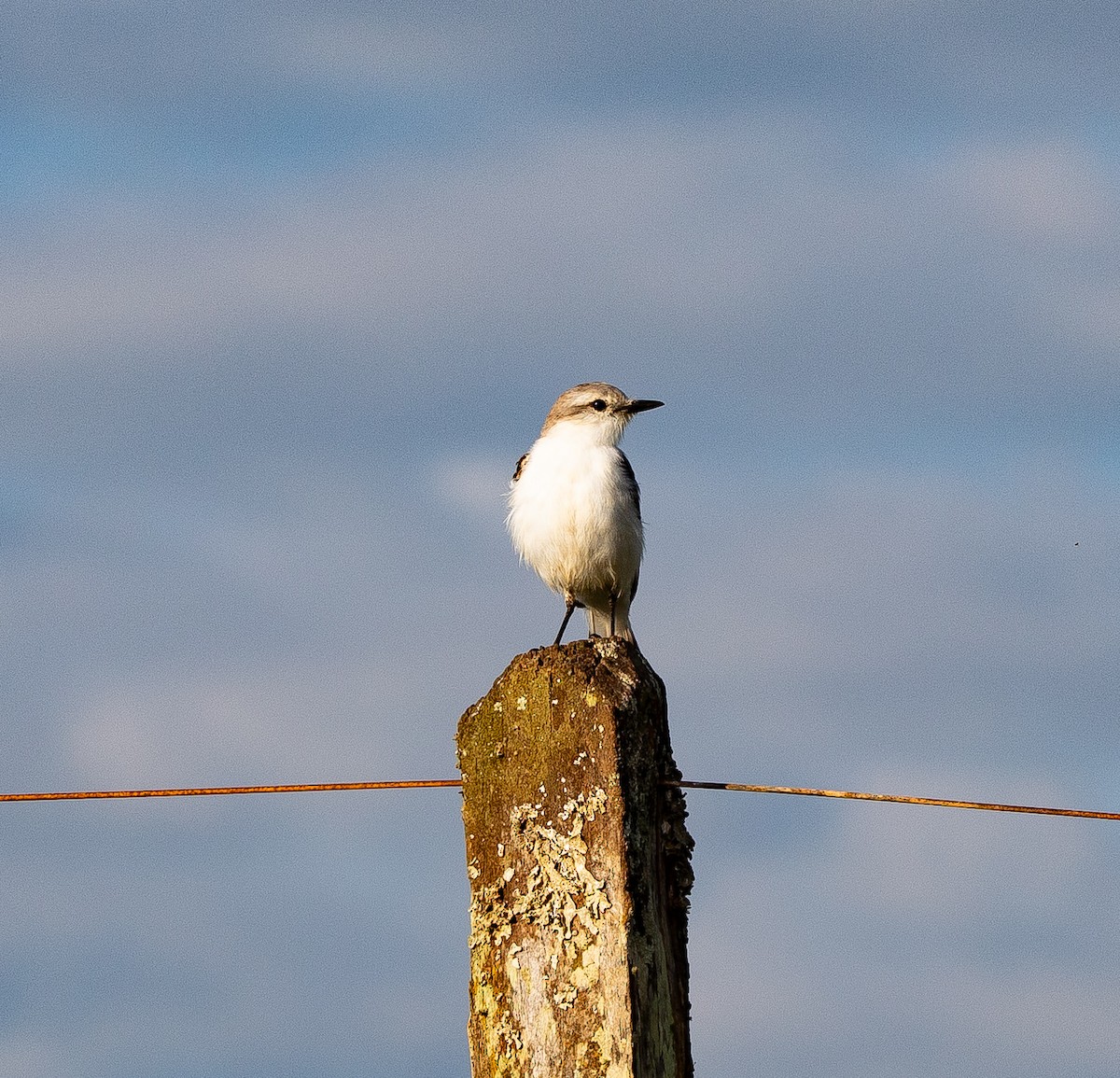 コシジロタイランチョウ - ML626201542
