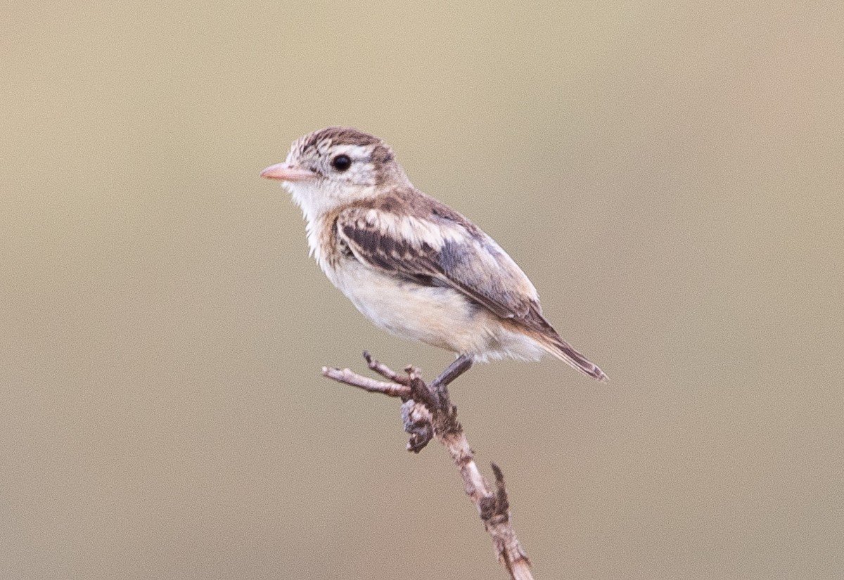 オンドリタイランチョウ - ML626201552