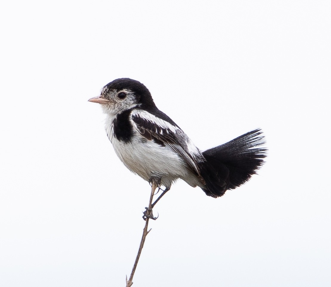 オンドリタイランチョウ - ML626201553