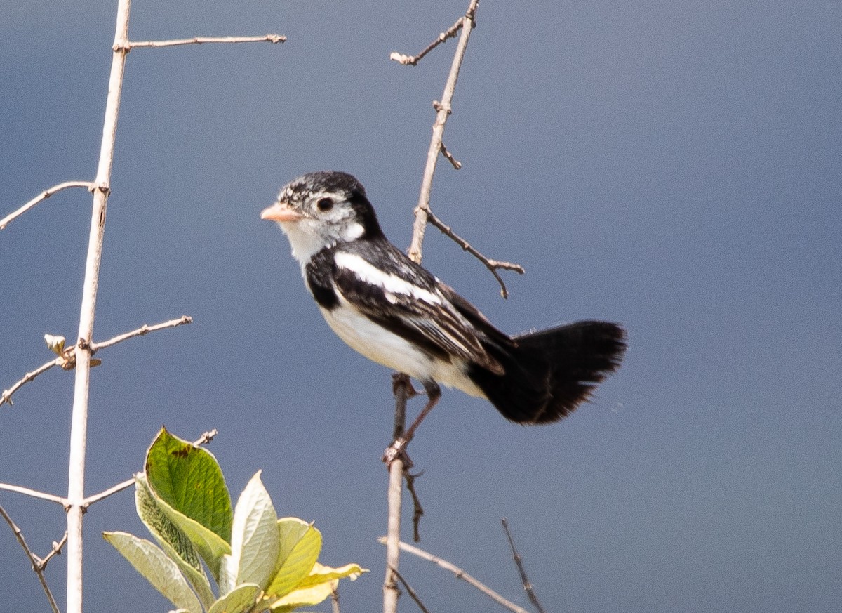 オンドリタイランチョウ - ML626201554