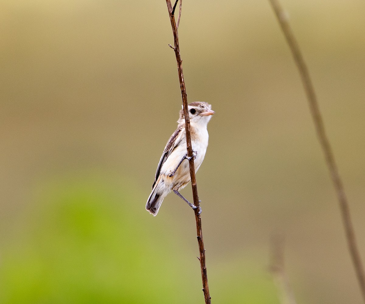 オンドリタイランチョウ - ML626201555