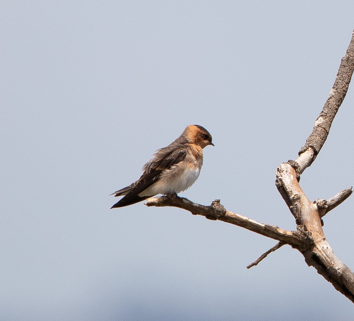 キツネツバメ - ML626201558