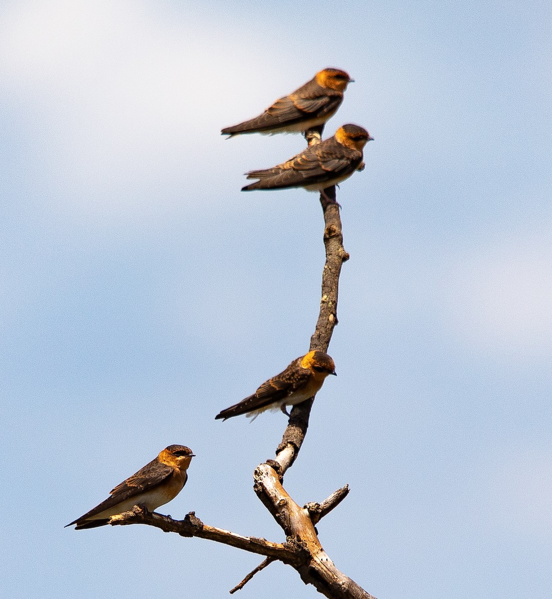 キツネツバメ - ML626201559