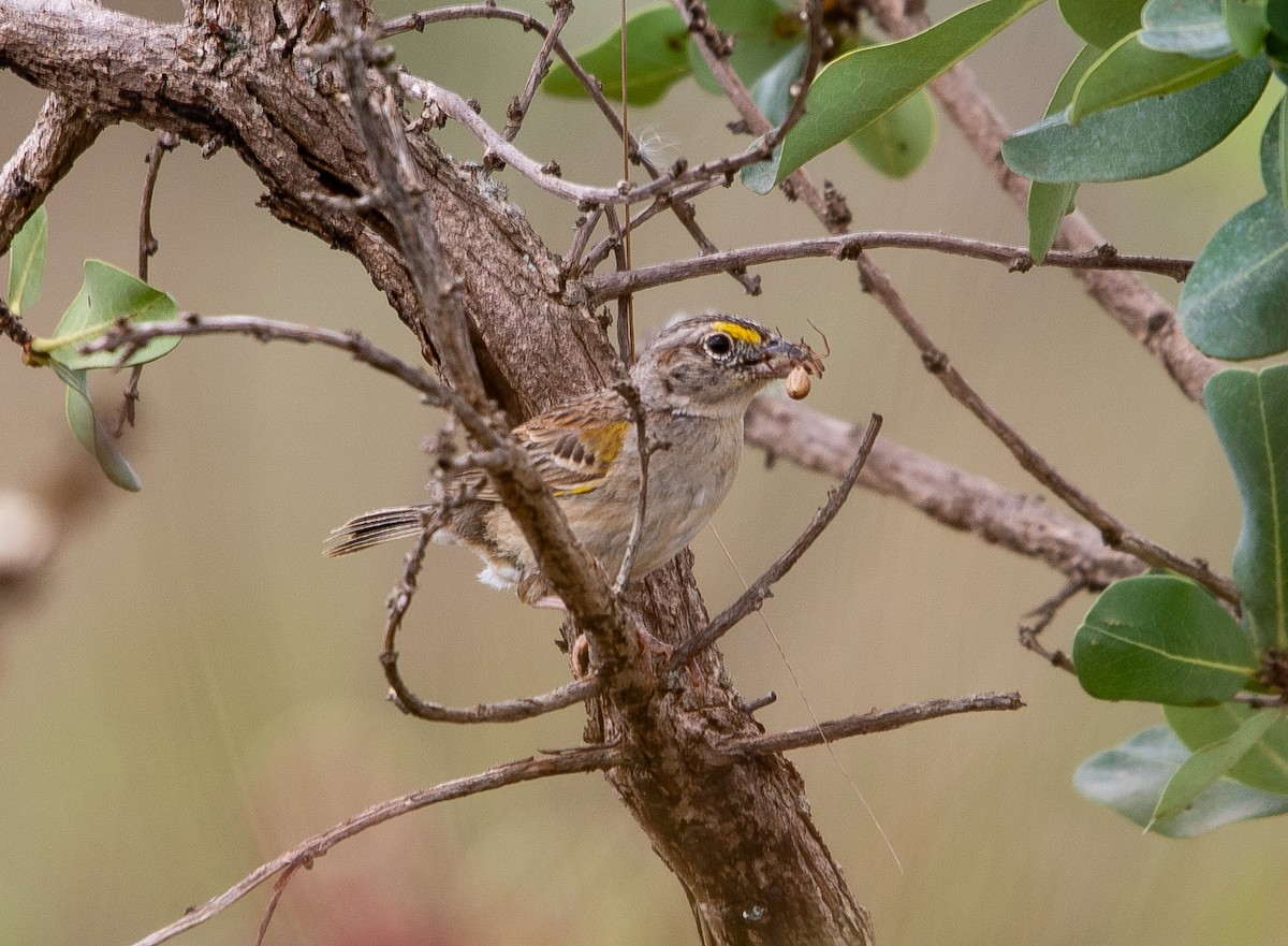 キガタヒメドリ - ML626201561