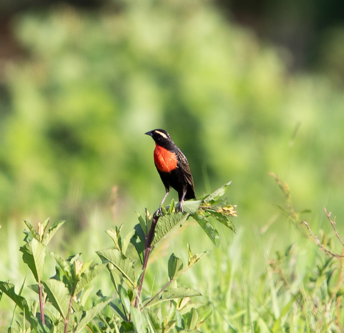 マミジロマキバドリ - ML626201563