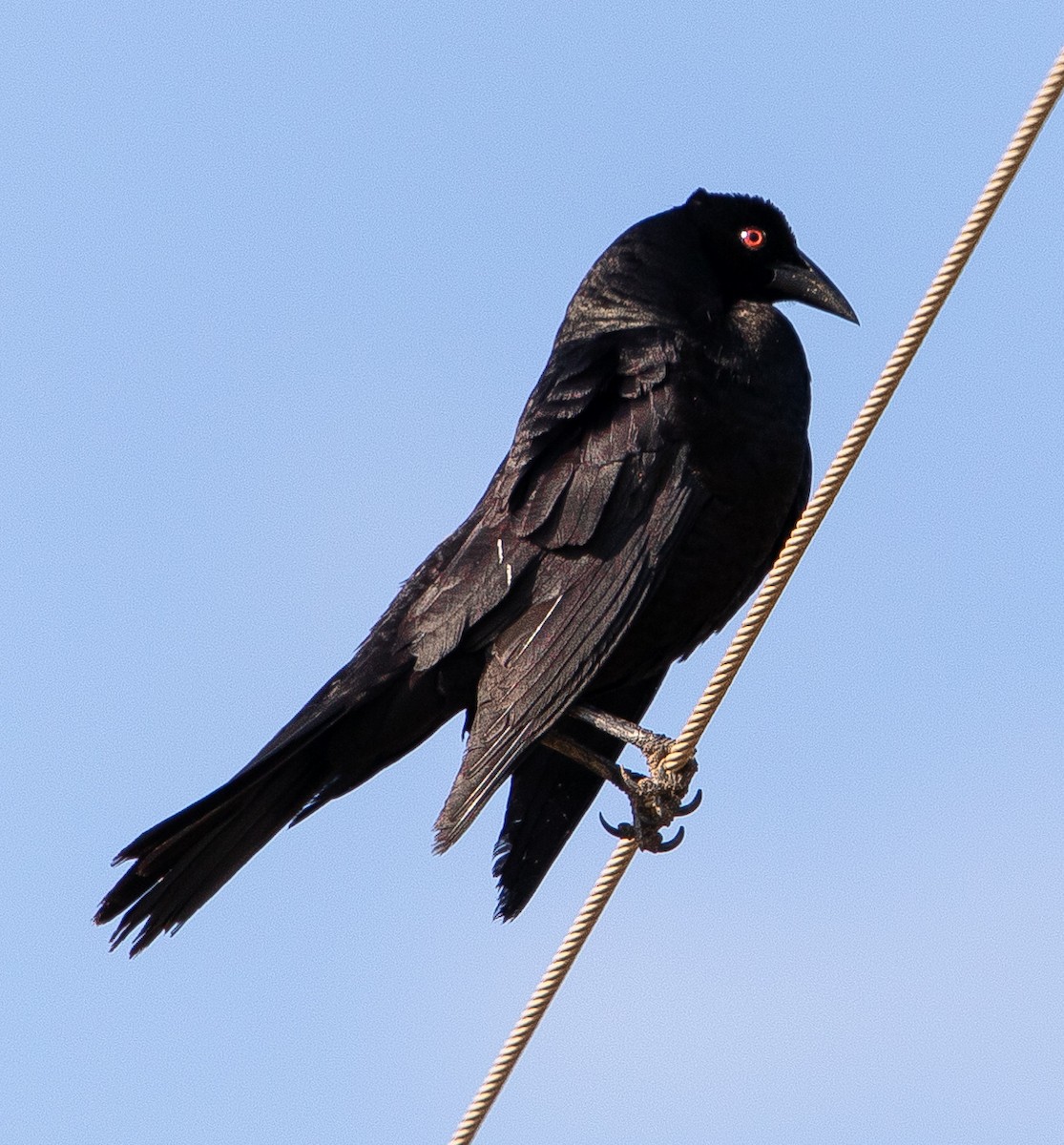 オオコウウチョウ - ML626201568