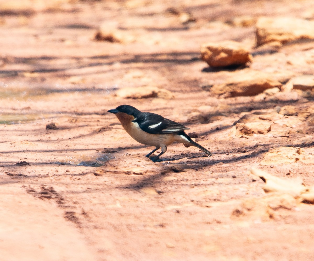 コシジロフウキンチョウ - ML626201576