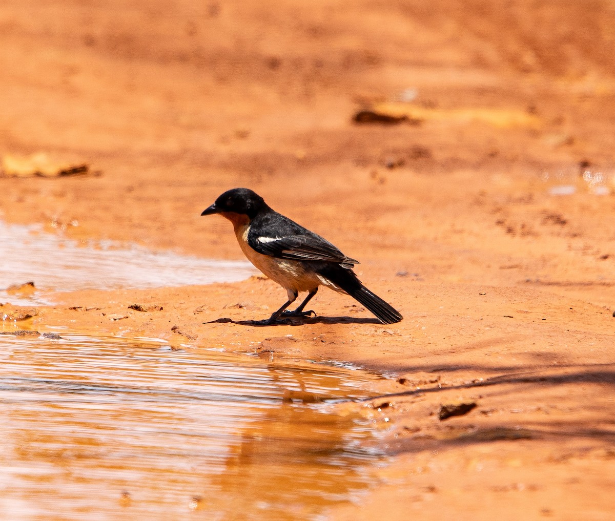 コシジロフウキンチョウ - ML626201577