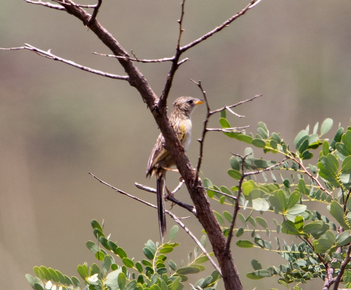 クサビオノジコ - ML626201580