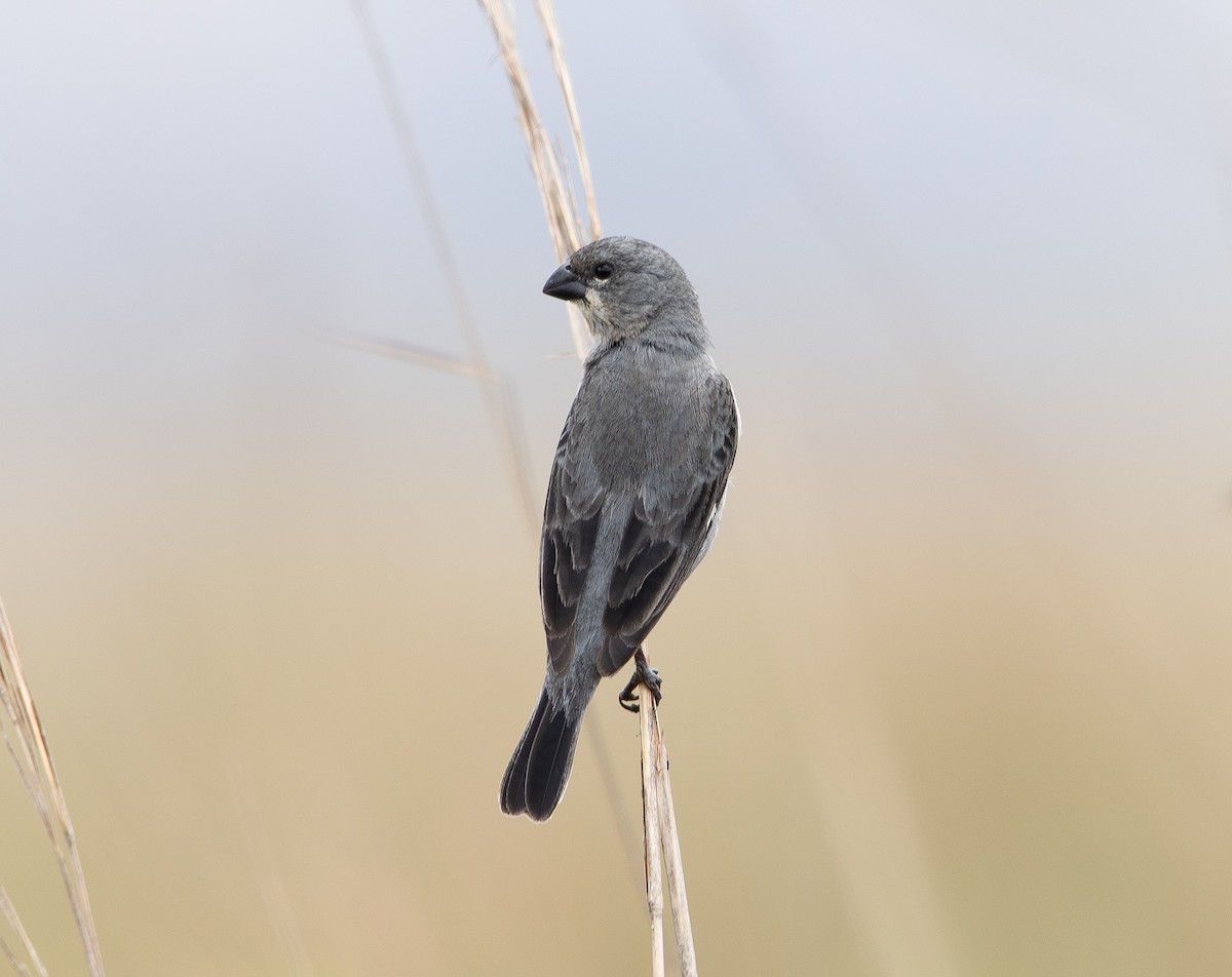 アゴジロヒメウソ - ML626201582