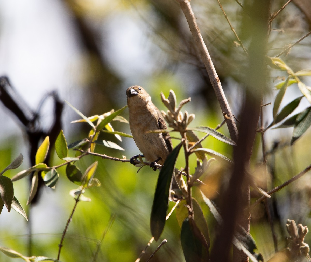 アゴジロヒメウソ - ML626201583