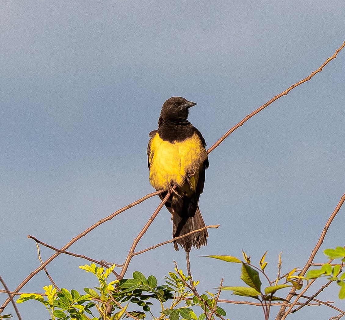 ヌマムクドリモドキ - ML626201639