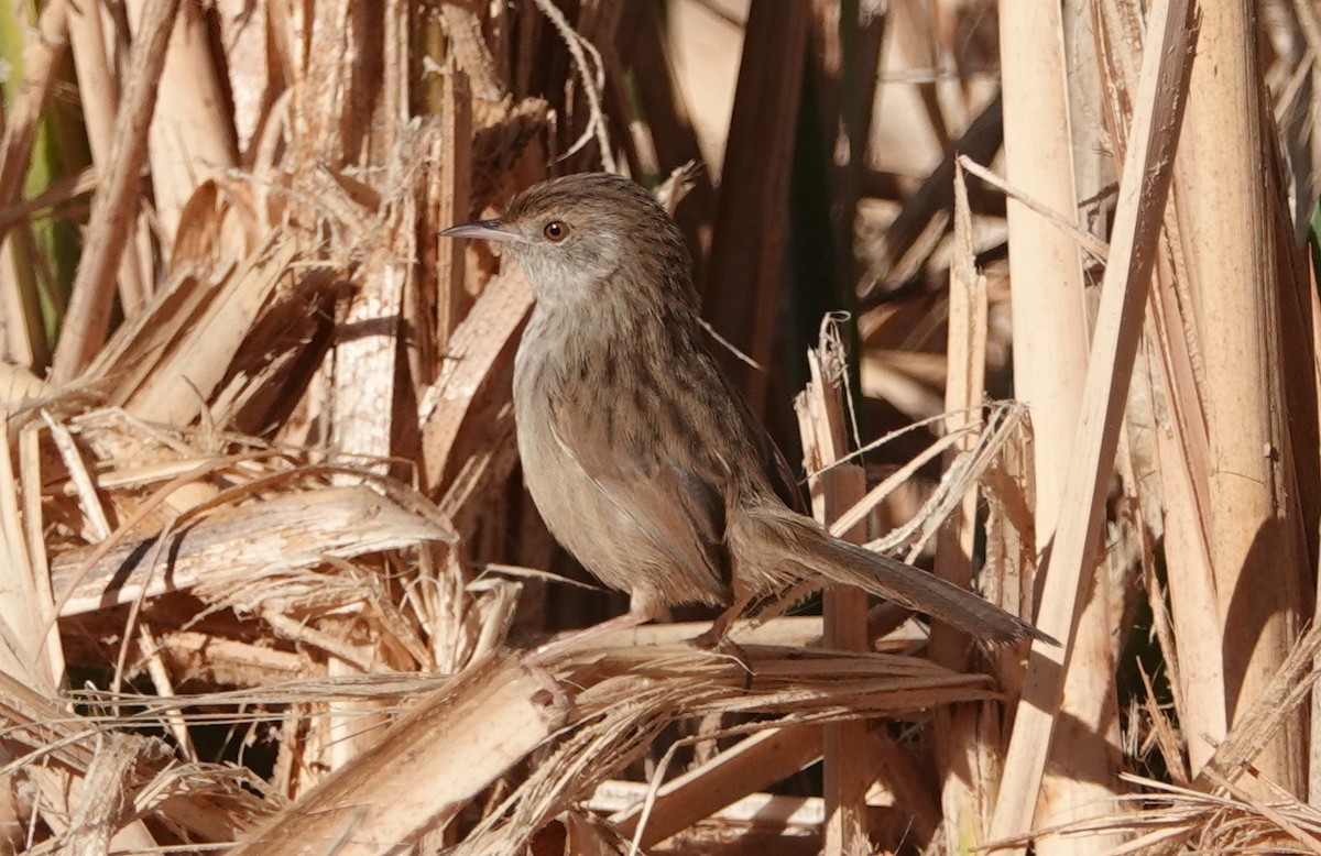 Graceful Prinia - ML626201774