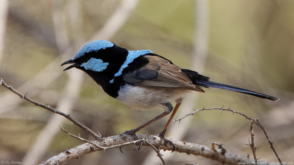 Superb Fairywren - ML626201864
