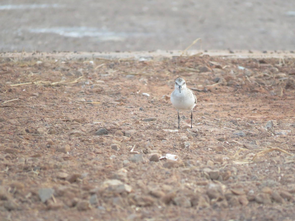 Red-necked Stint - ML626201946
