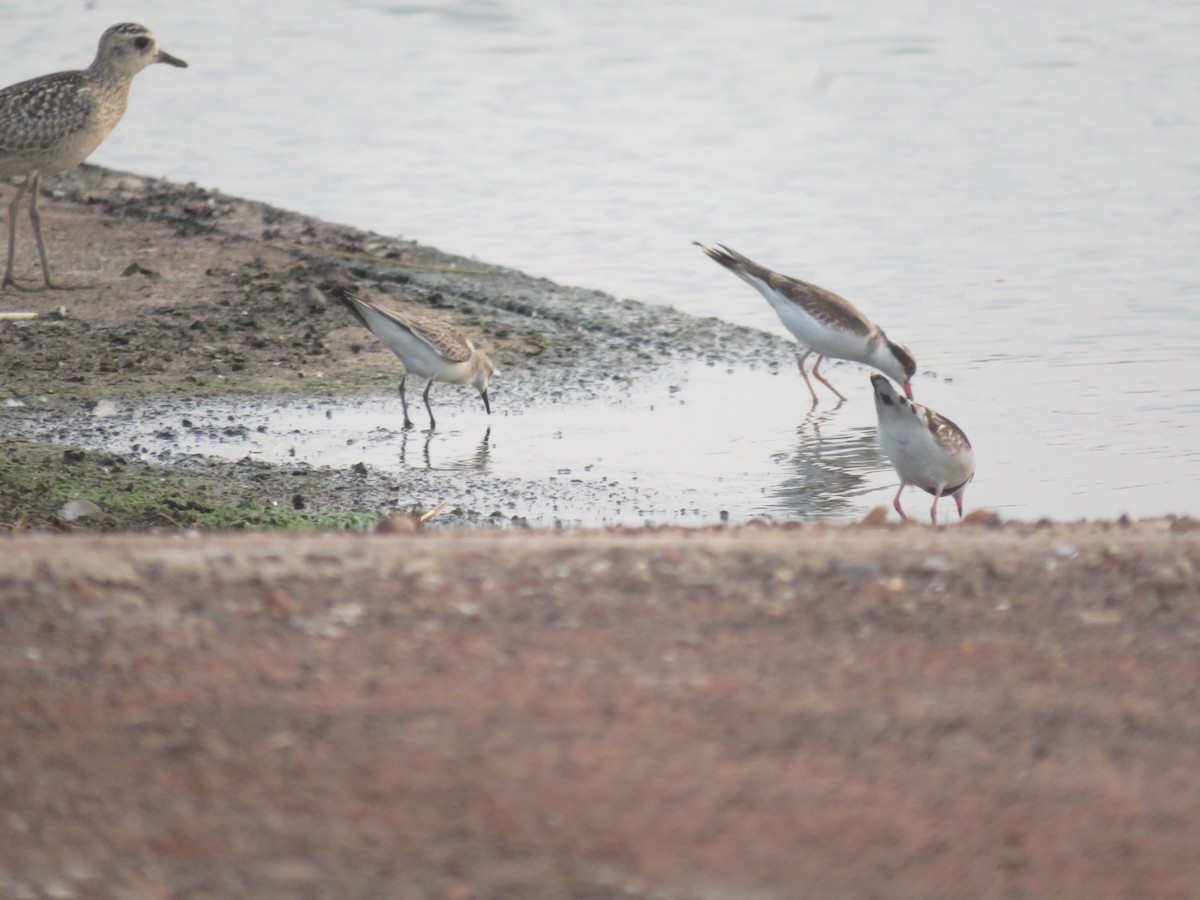 Red-necked Stint - ML626201947