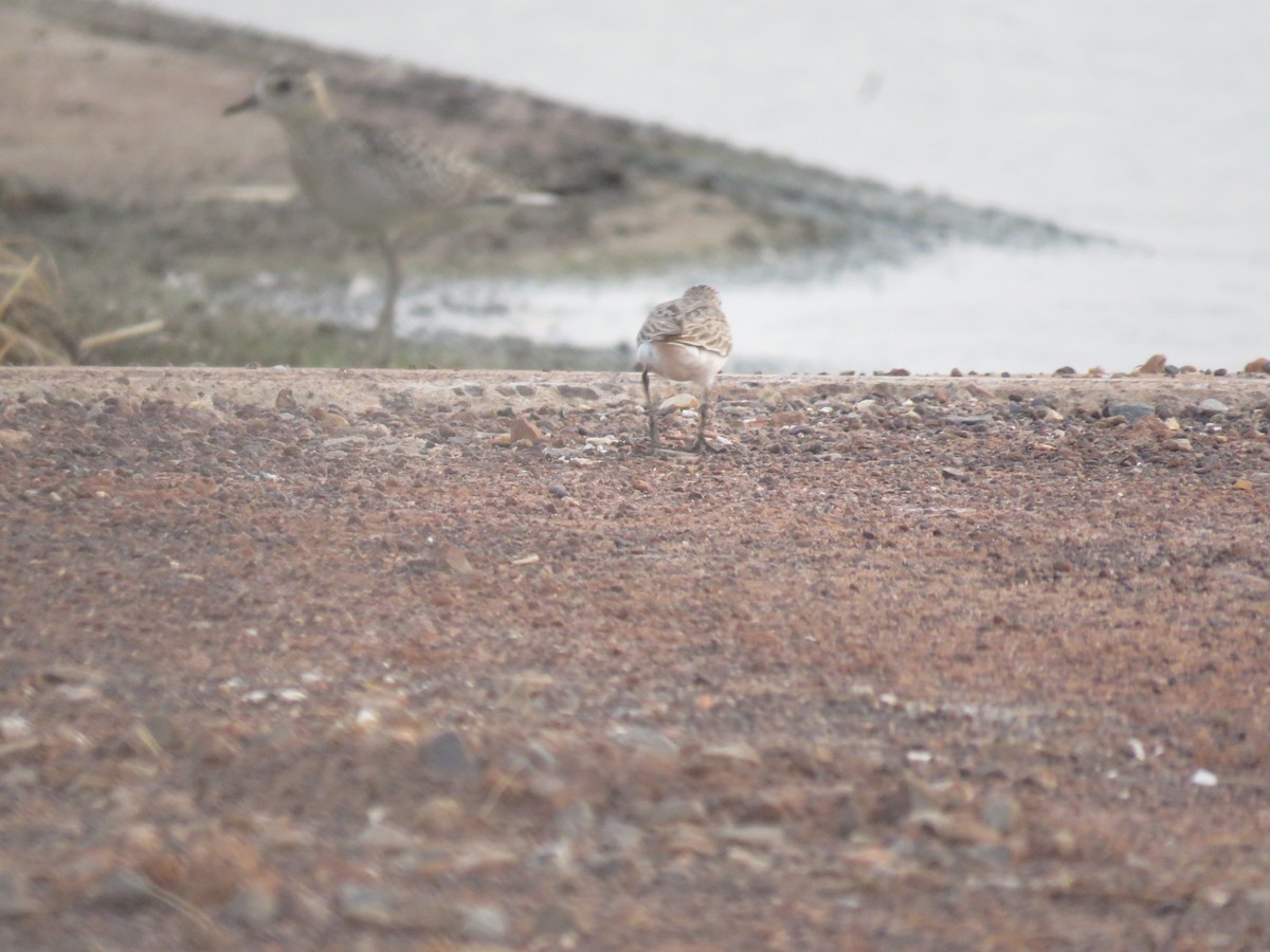Red-necked Stint - ML626201948