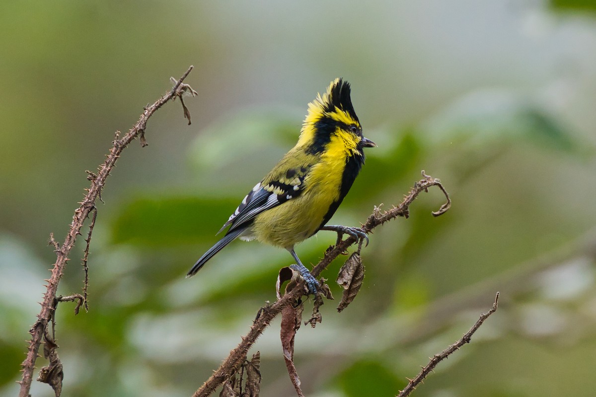 Himalayan Black-lored Tit - ML626201981