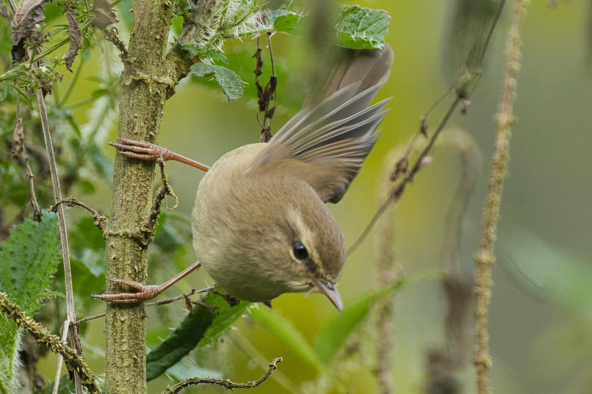 Brownish-flanked Bush Warbler - ML626201987