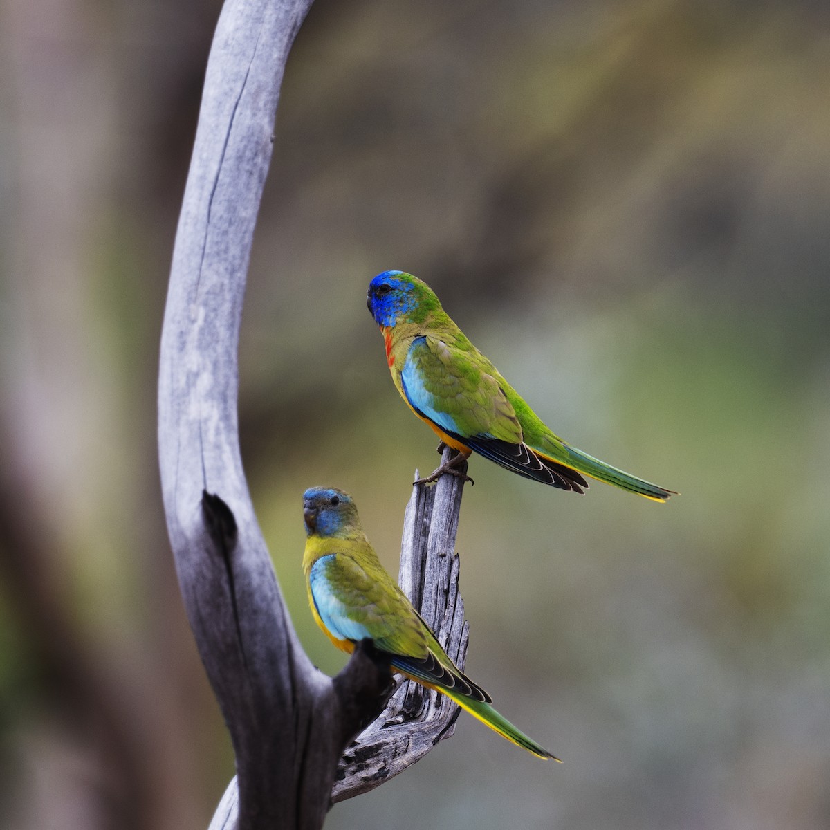Scarlet-chested Parrot - ML626202127