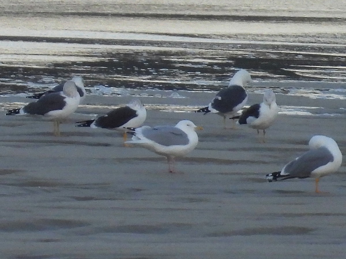 American Herring Gull - Pablo García (PGR)