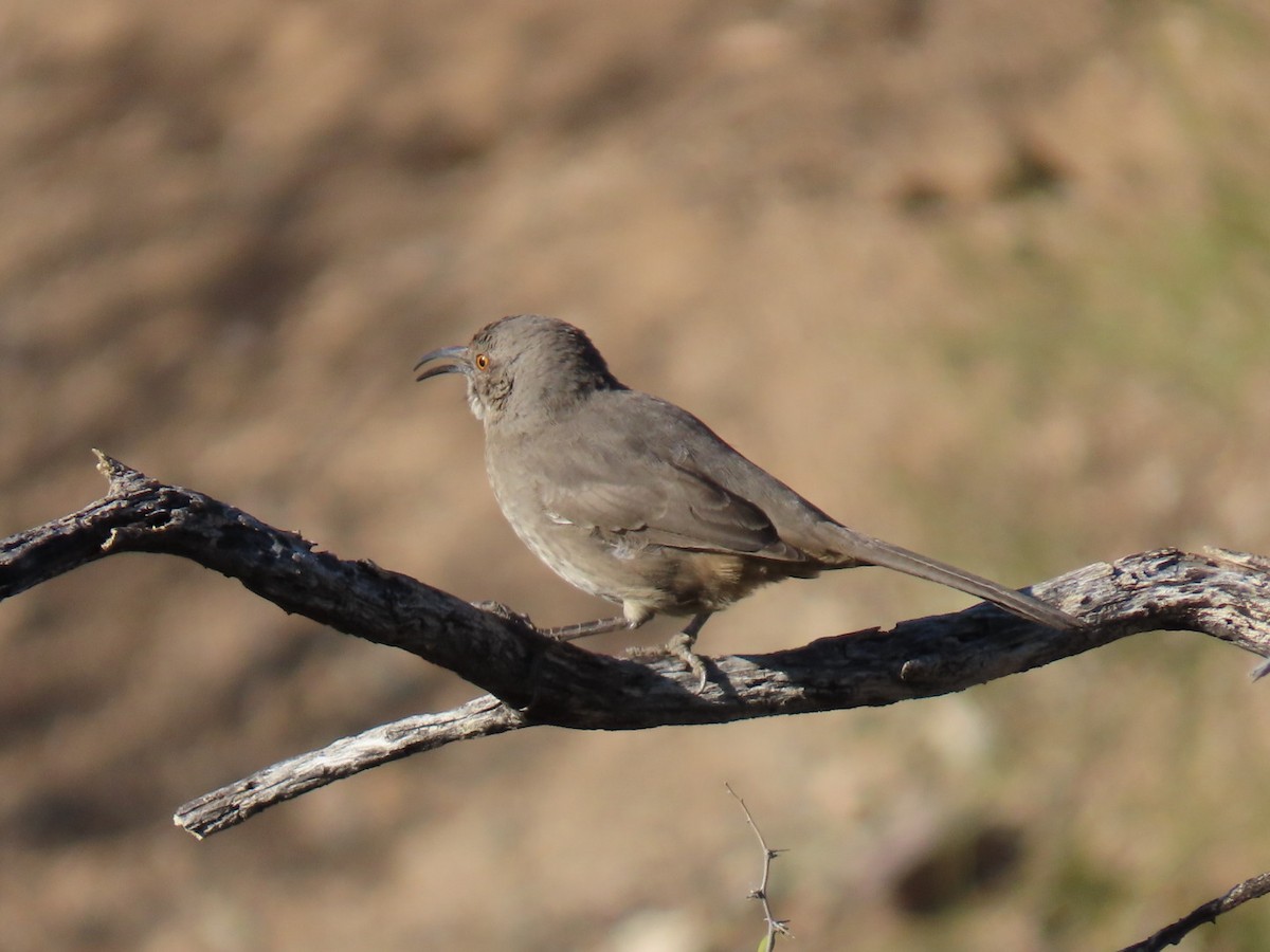 Curve-billed Thrasher - ML626202811