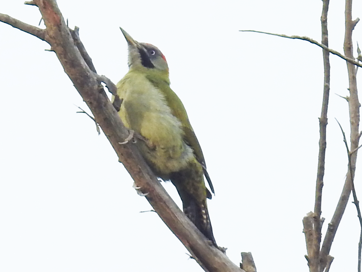 žluna africká - ML626202821