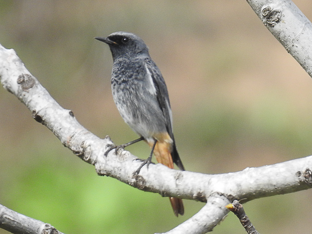 rehek domácí - ML626202841