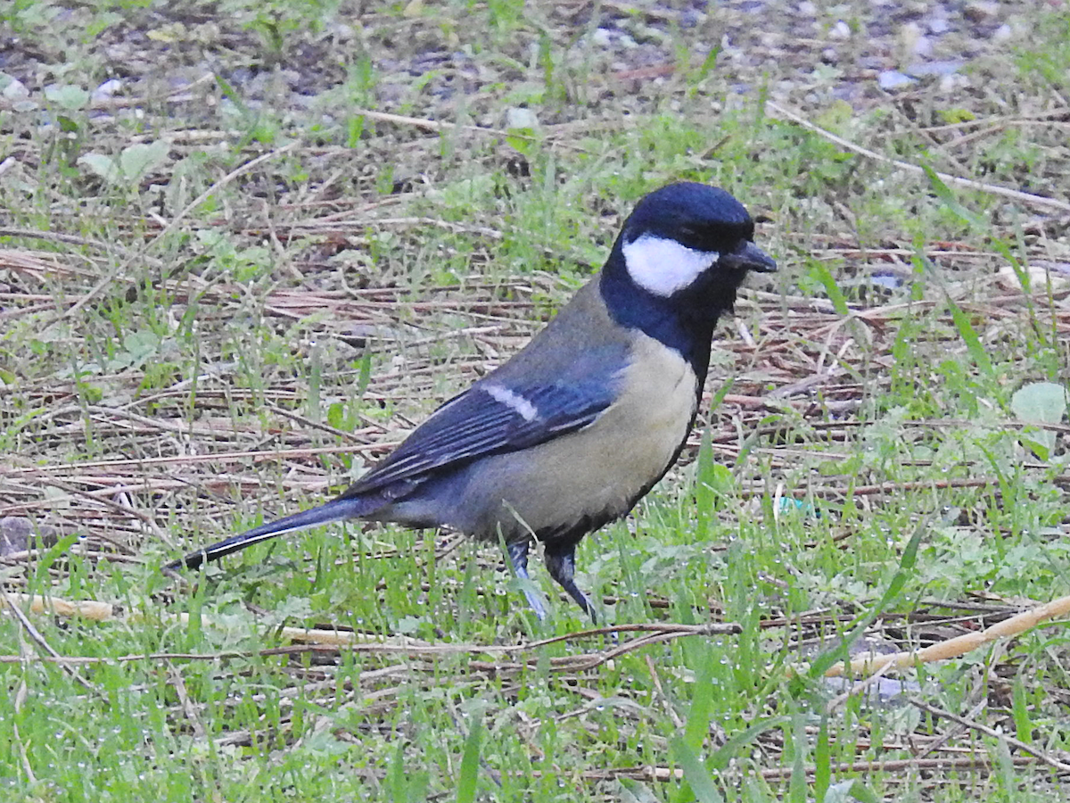 sýkora koňadra - ML626202856