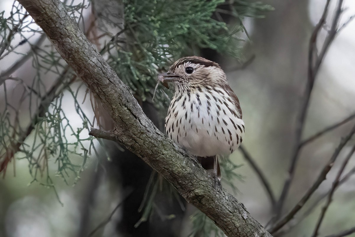 Speckled Warbler - ML626203062