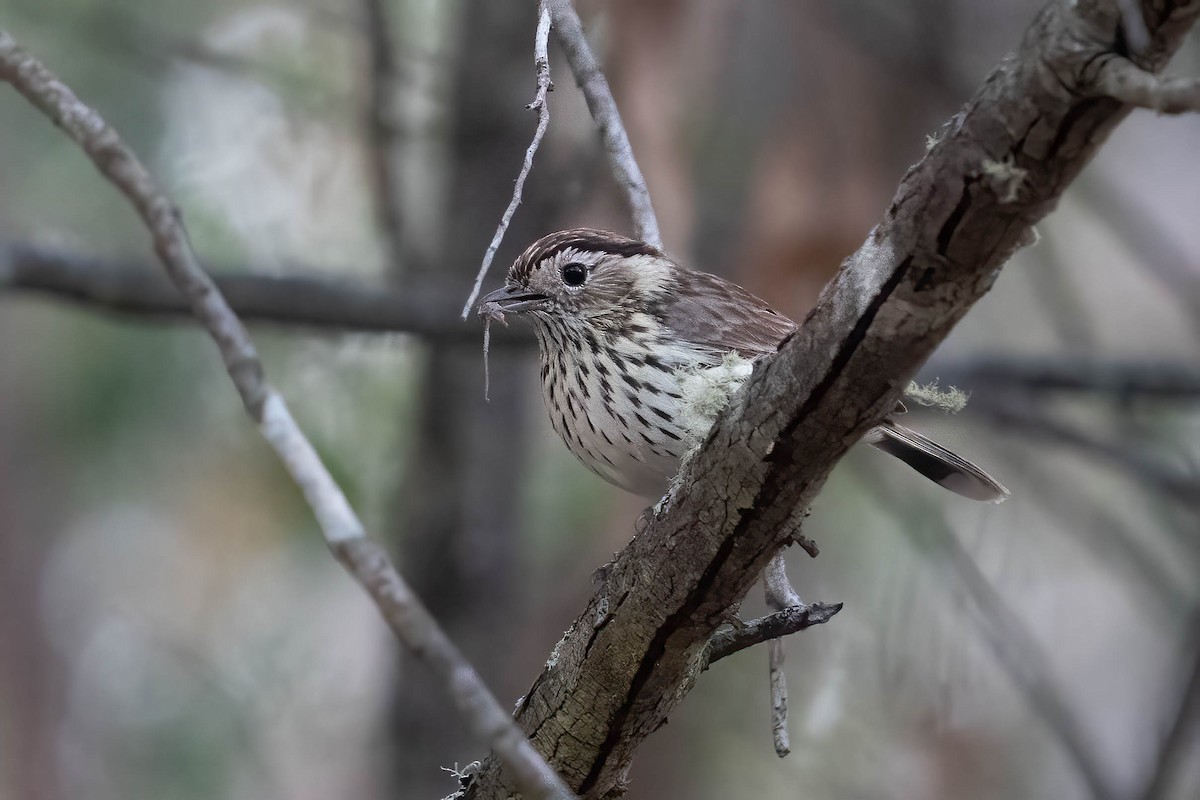 Speckled Warbler - ML626203063