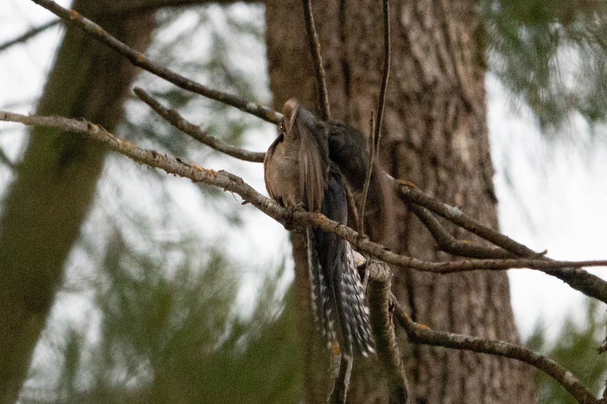 Fan-tailed Cuckoo - ML626203067