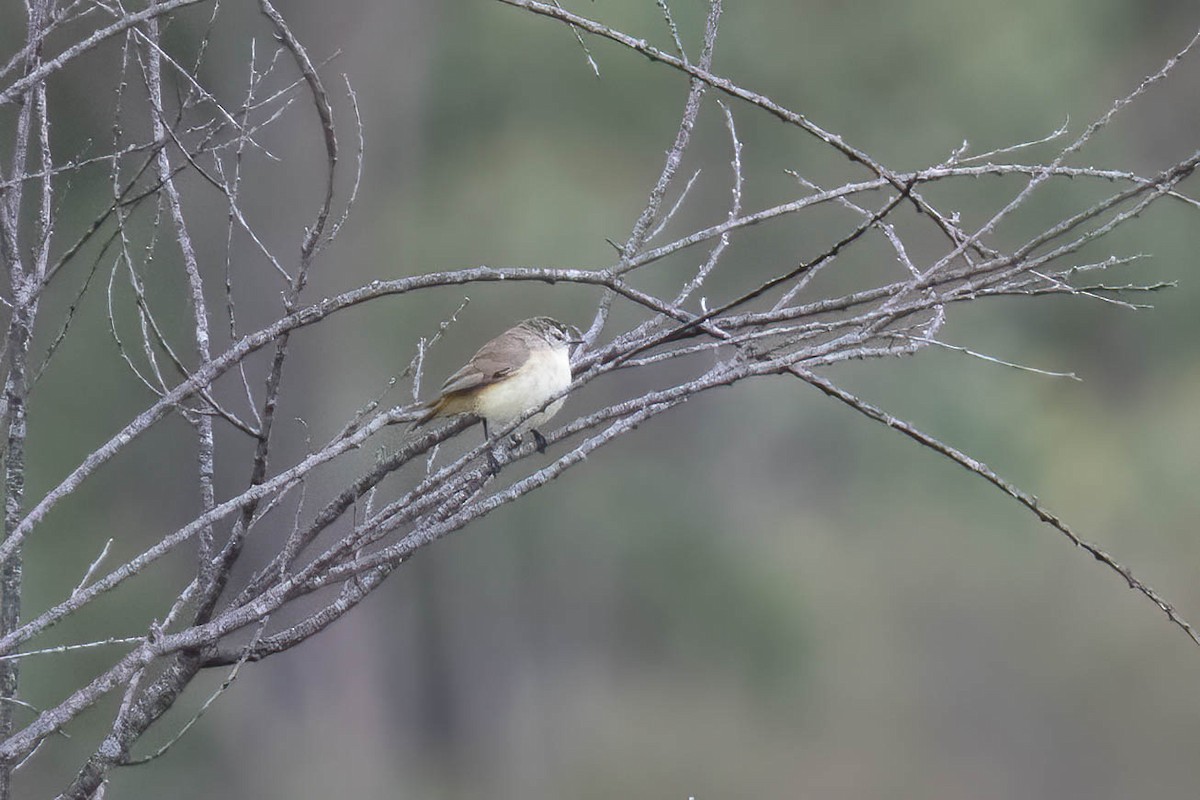 Yellow-rumped Thornbill - ML626203075