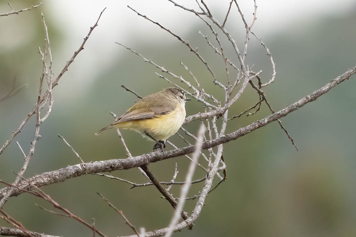 Yellow-rumped Thornbill - ML626203076