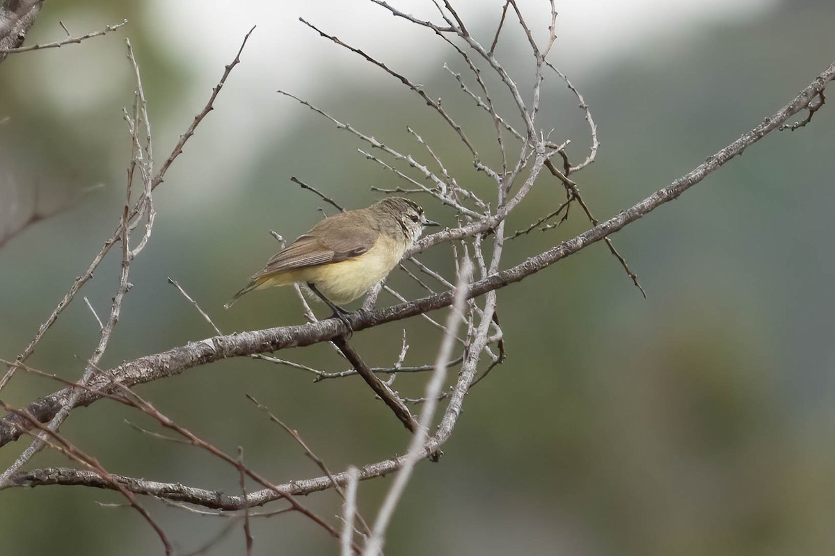 Yellow-rumped Thornbill - ML626203077
