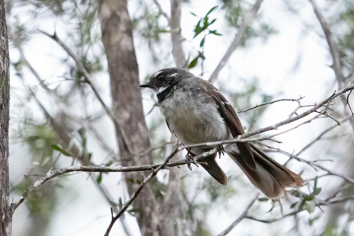 Gray Fantail - ML626203096