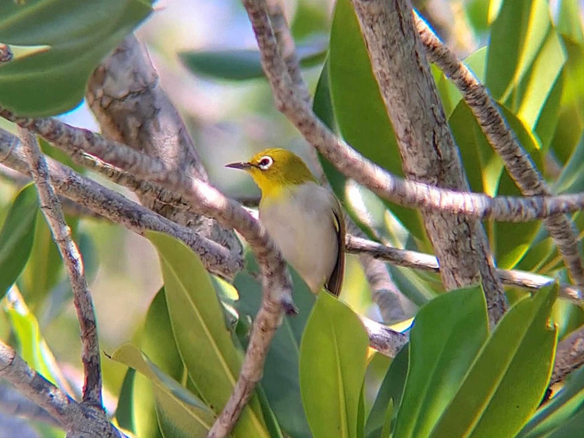 Lowland White-eye - ML626203185