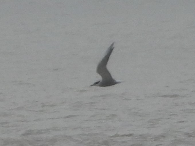 Whiskered Tern - ML626203224
