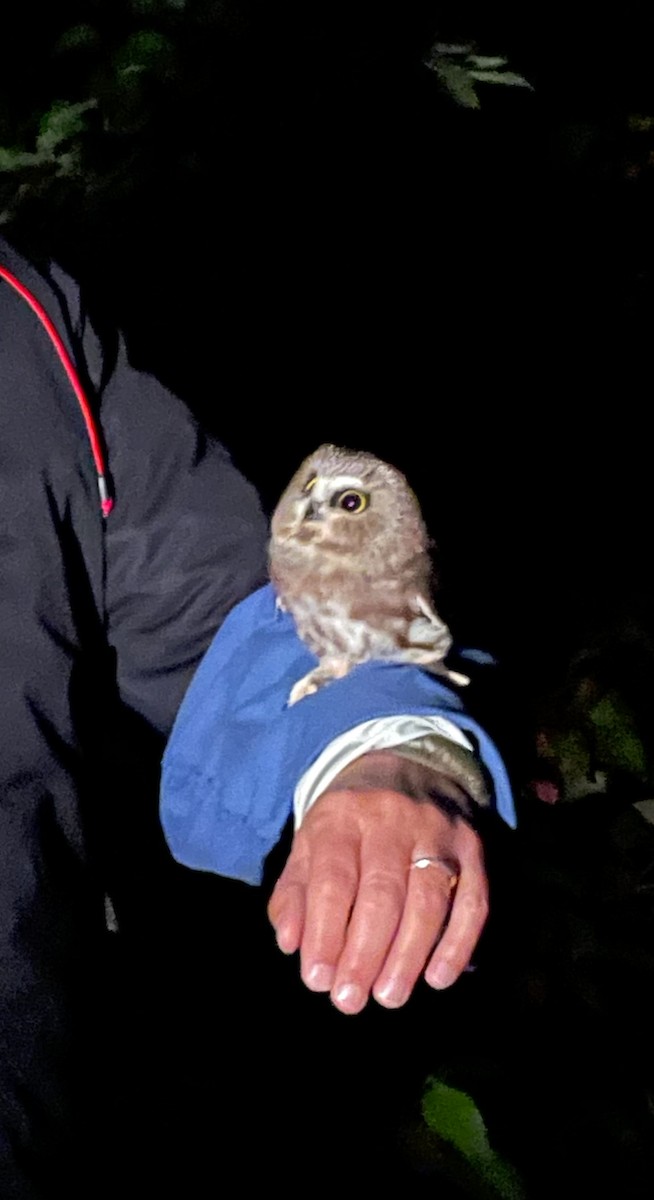 Northern Saw-whet Owl - ML626203357