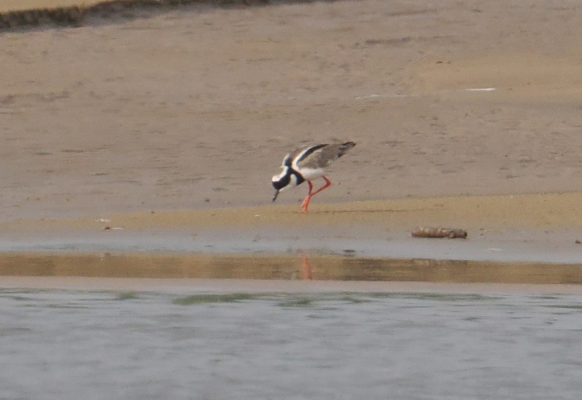 Pied Plover - ML626203595