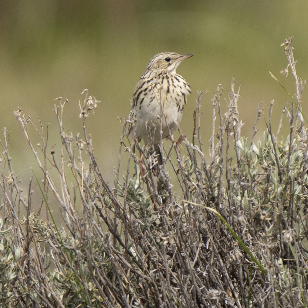 Correndera Pipit - ML626203698