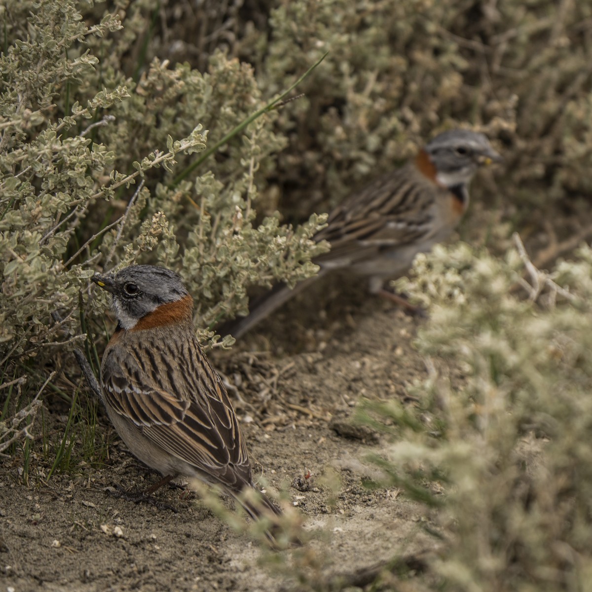 Rufous-collared Sparrow - ML626203700