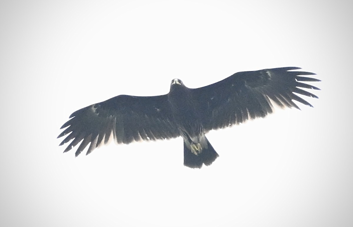 Greater Spotted Eagle - ML626203879