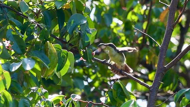 クリムネタイヨウチョウ - ML626204097